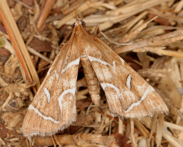 /filer/webapps/moths/media/images/A/angularis_Panotima_A_Heyns_02.jpg