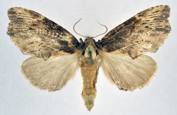 /filer/webapps/moths/media/images/A/angulata_Afropteryx_AM_NHMO.jpg