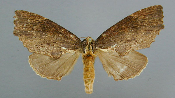 /filer/webapps/moths/media/images/A/angulata_Afropteryx_A_RMCA.jpg