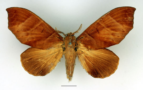 /filer/webapps/moths/media/images/A/angulata_Gonobombyx_AF_Basquin_02.jpg