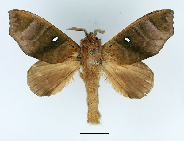 /filer/webapps/moths/media/images/A/angulata_Gonobombyx_AM_Basquin_01.jpg