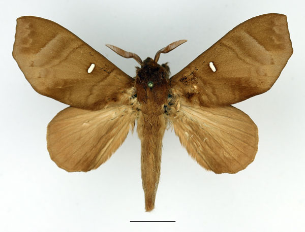/filer/webapps/moths/media/images/A/angulata_Gonobombyx_AM_Basquin_02.jpg