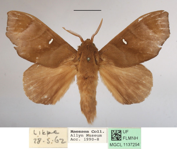 /filer/webapps/moths/media/images/A/angulata_Gonobombyx_AM_MGCLa_01.jpg