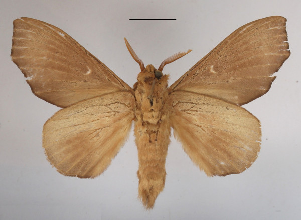 /filer/webapps/moths/media/images/A/angulata_Gonobombyx_AM_MGCLb_01.jpg