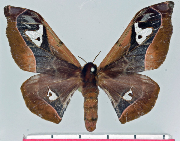 /filer/webapps/moths/media/images/A/angulata_Holocerina_AF_Basquin.jpg