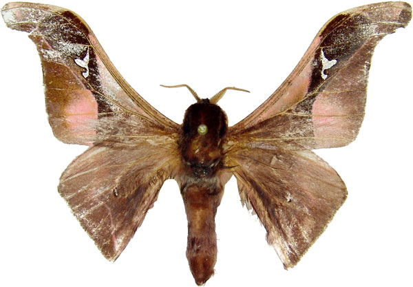 /filer/webapps/moths/media/images/A/angulata_Holocerina_AM_MCJM.jpg