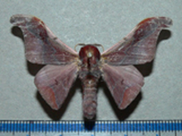 /filer/webapps/moths/media/images/A/angulata_Holocerina_A_Goff.jpg