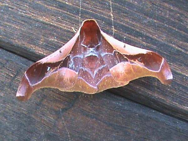 /filer/webapps/moths/media/images/A/angulata_Holocerina_A_Guyonnet.jpg
