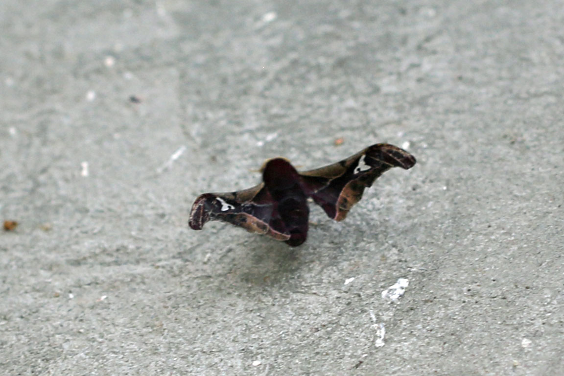 /filer/webapps/moths/media/images/A/angulata_Holocerina_A_Voaden_01.jpg