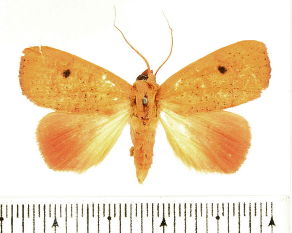 /filer/webapps/moths/media/images/A/angulata_Paralephana_AF_BMNH_01.jpg