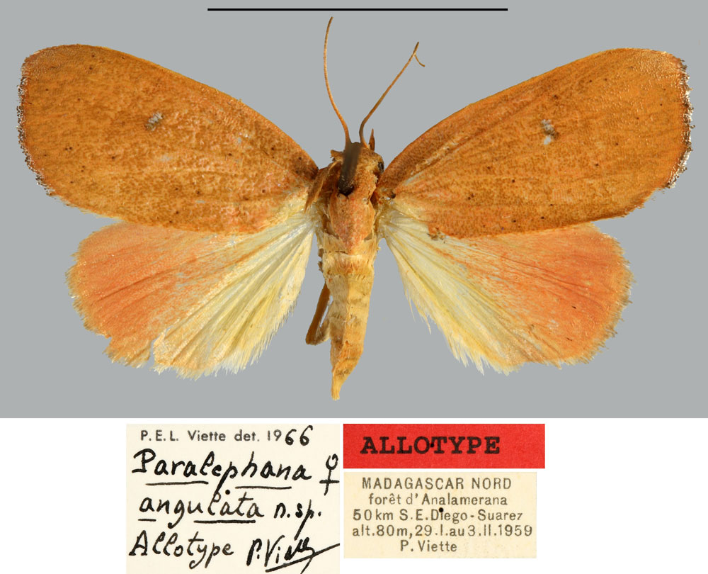 /filer/webapps/moths/media/images/A/angulata_Paralephana_AT_MNHN.jpg