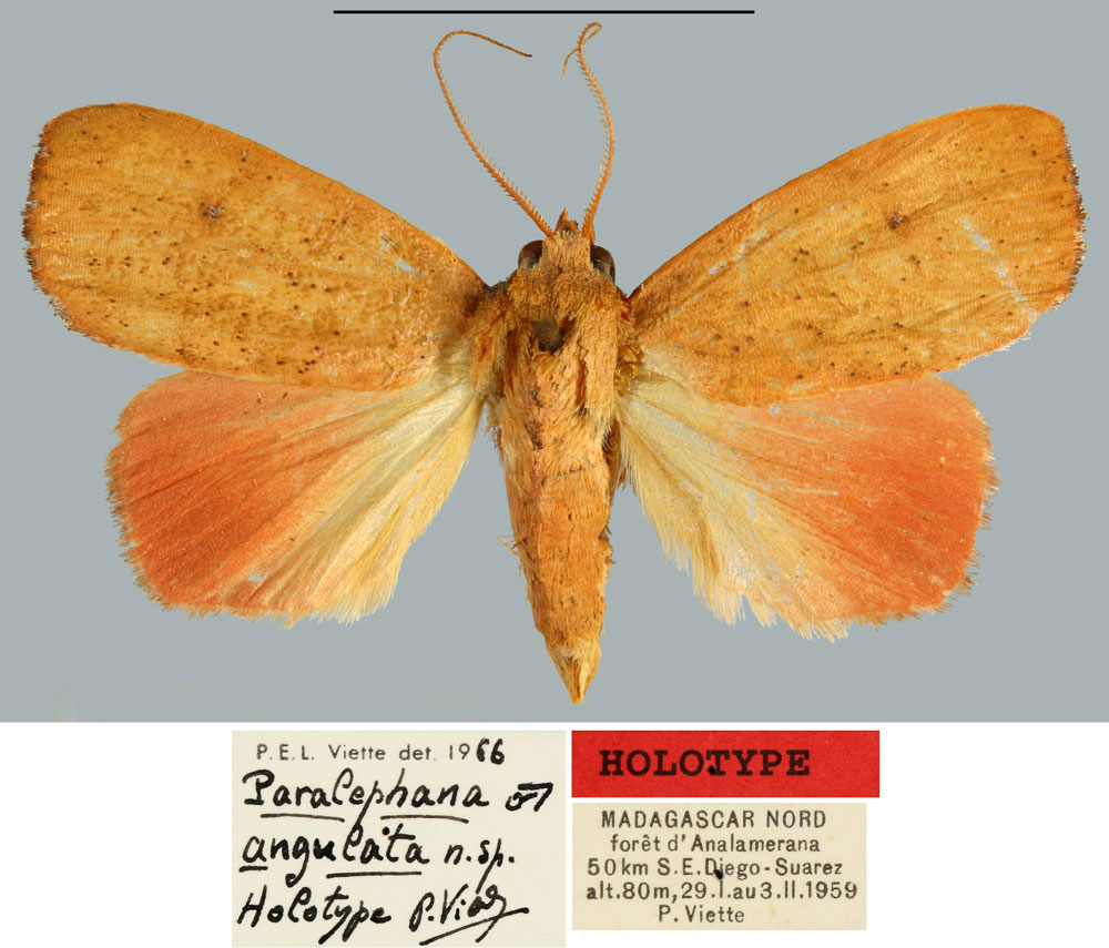 /filer/webapps/moths/media/images/A/angulata_Paralephana_HT_MNHN.jpg