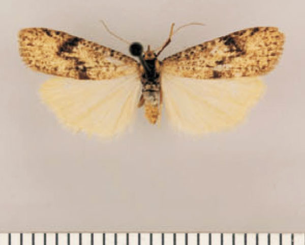 /filer/webapps/moths/media/images/A/angulata_Pasteosia_PTF_TMSA.jpg