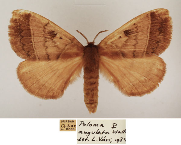 /filer/webapps/moths/media/images/A/angulata_Poloma_AF_TMSA_01.jpg