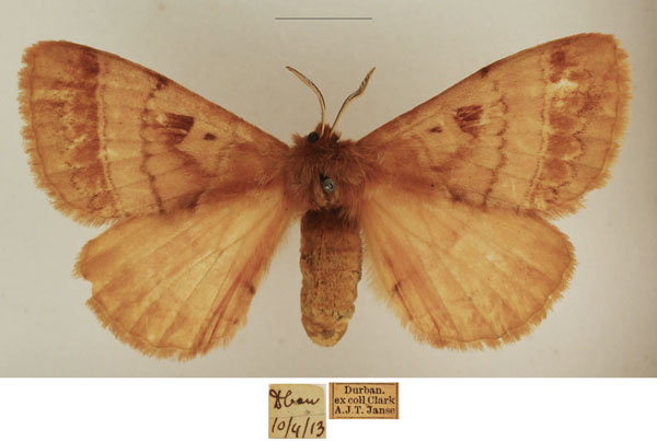 /filer/webapps/moths/media/images/A/angulata_Poloma_AF_TMSA_02.jpg