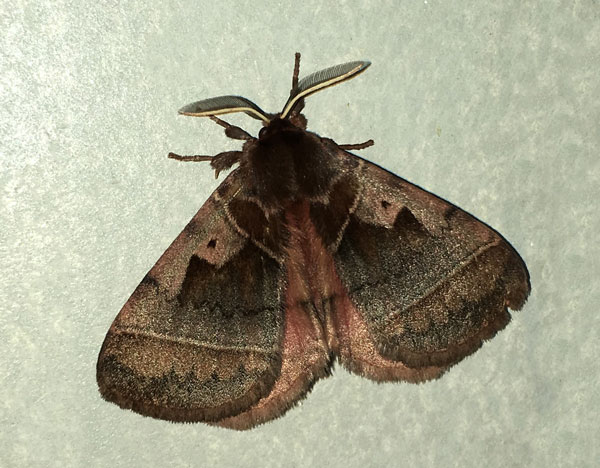 /filer/webapps/moths/media/images/A/angulata_Poloma_AM_Jones.jpg