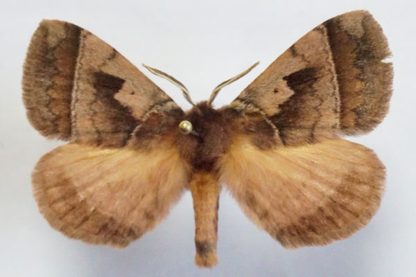 /filer/webapps/moths/media/images/A/angulata_Poloma_AM_Stroehle.jpg