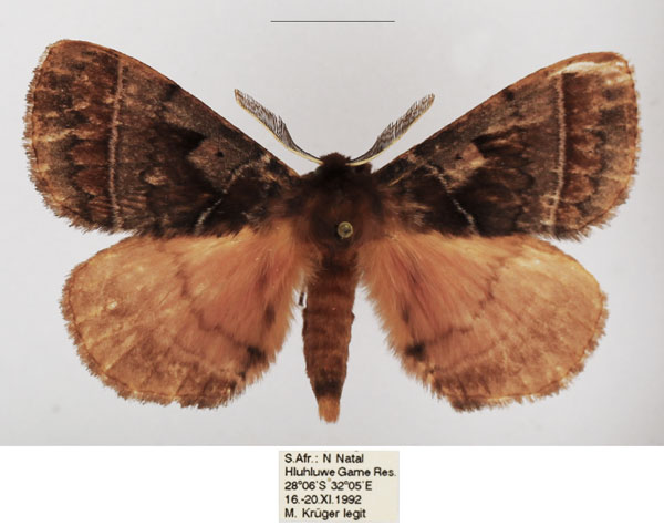/filer/webapps/moths/media/images/A/angulata_Poloma_AM_TMSA_01.jpg