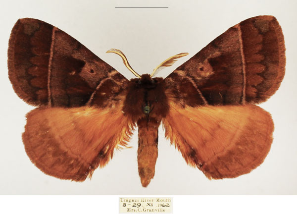 /filer/webapps/moths/media/images/A/angulata_Poloma_AM_TMSA_02.jpg