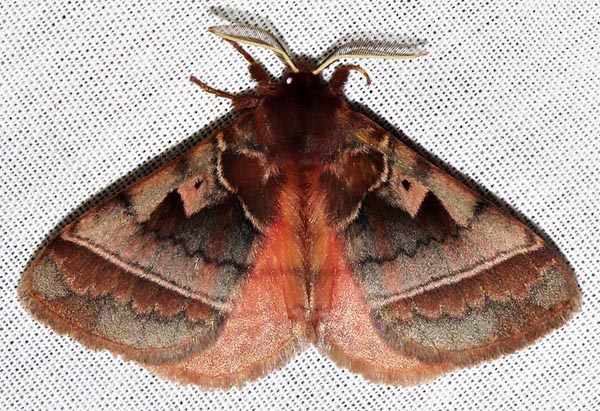 /filer/webapps/moths/media/images/A/angulata_Poloma_A_Braun_08.jpg