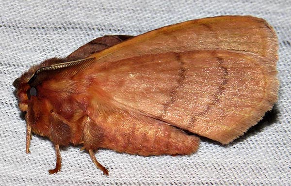 /filer/webapps/moths/media/images/A/angulata_Poloma_A_Braun_11.jpg