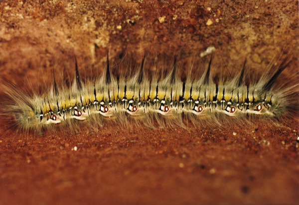 /filer/webapps/moths/media/images/A/angulata_Poloma_C_Roland_09.jpg