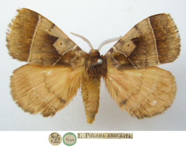 /filer/webapps/moths/media/images/A/angulata_Poloma_STM_NHMUKa.jpg