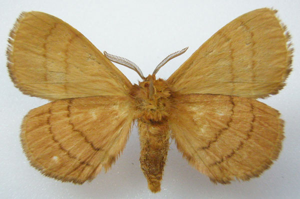 /filer/webapps/moths/media/images/A/angulata_Poloma_STM_NHMUKb.jpg