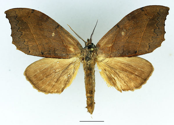 /filer/webapps/moths/media/images/A/angulata_Pseudobarobata_AM_Basquin_02.jpg
