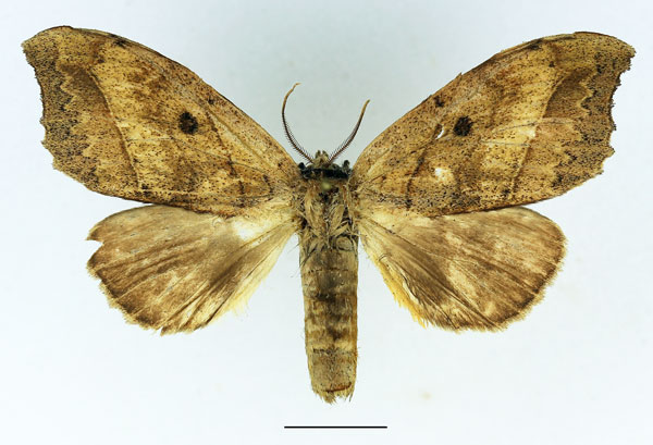/filer/webapps/moths/media/images/A/angulata_Pseudobarobata_AM_Basquin_03.jpg