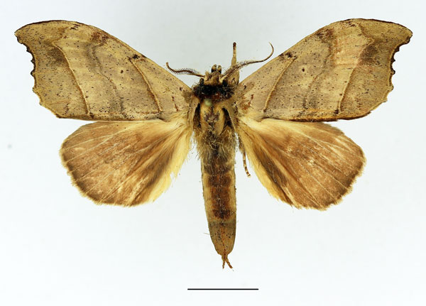 /filer/webapps/moths/media/images/A/angulata_Pseudobarobata_AM_Basquin_04.jpg
