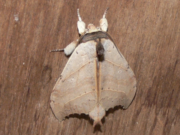 /filer/webapps/moths/media/images/A/angulata_Pseudobarobata_A_Goff_02.JPG