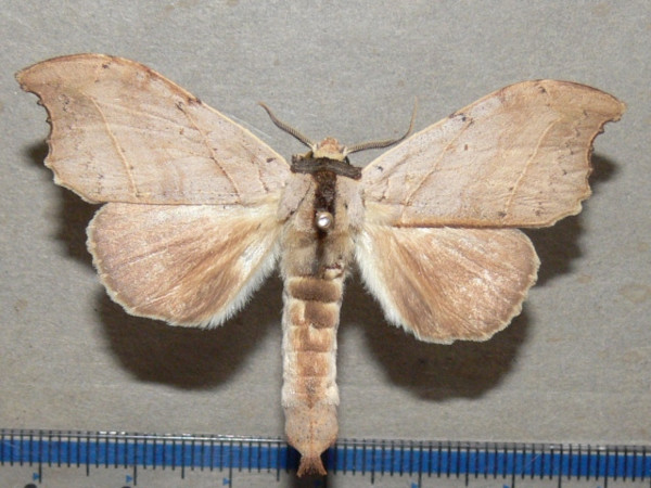 /filer/webapps/moths/media/images/A/angulata_Pseudobarobata_A_Goffa_01.JPG