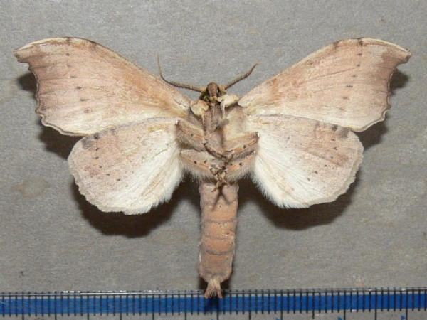 /filer/webapps/moths/media/images/A/angulata_Pseudobarobata_A_Goffb_01.JPG