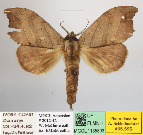 /filer/webapps/moths/media/images/A/angulata_Pseudobarobata_A_MGCL_01.JPG