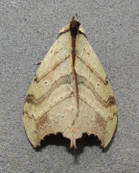 /filer/webapps/moths/media/images/A/angulata_Pseudobarobata_A_Sinnema.jpg