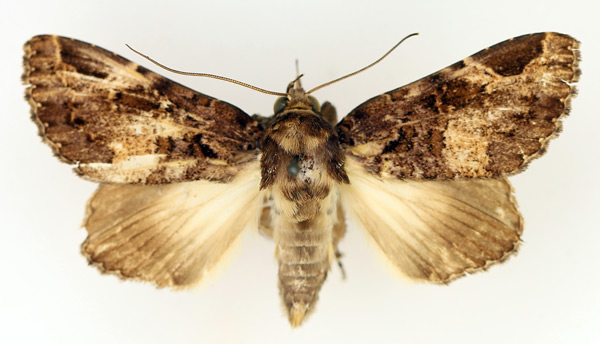 /filer/webapps/moths/media/images/A/angulata_Pseudogiria_AF_TMSA_01.jpg