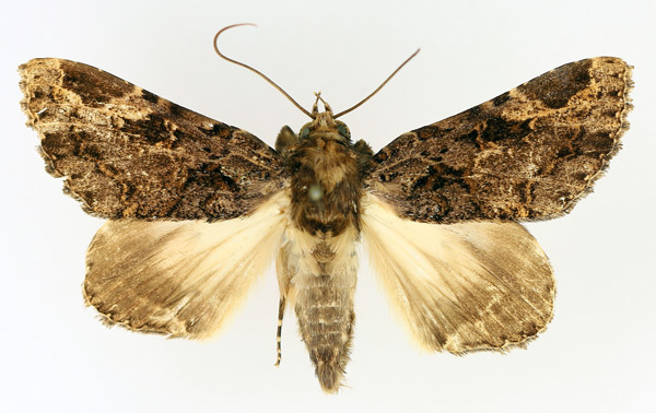 /filer/webapps/moths/media/images/A/angulata_Pseudogiria_AM_TMSA_01.jpg
