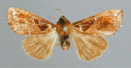 /filer/webapps/moths/media/images/A/angulata_Pygaerina_A_RMCA.jpg