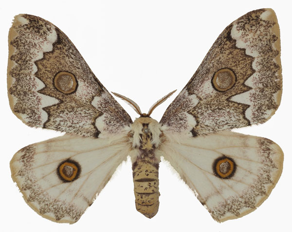/filer/webapps/moths/media/images/A/angulata_Usta_AF_Basquina.jpg