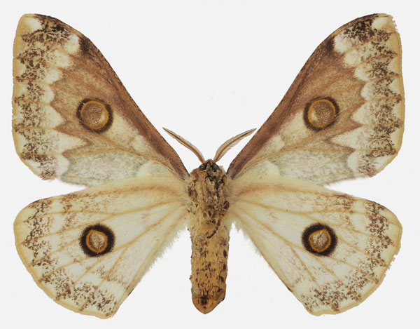 /filer/webapps/moths/media/images/A/angulata_Usta_AF_Basquinb.jpg
