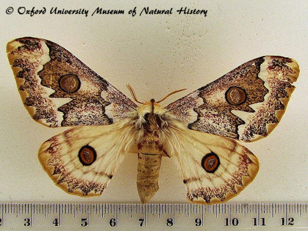 /filer/webapps/moths/media/images/A/angulata_Usta_A_OUMNH.jpg