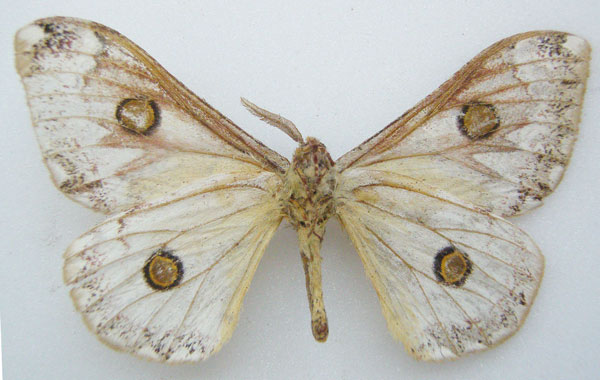 /filer/webapps/moths/media/images/A/angulata_Usta_STM_NHMUKb.jpg