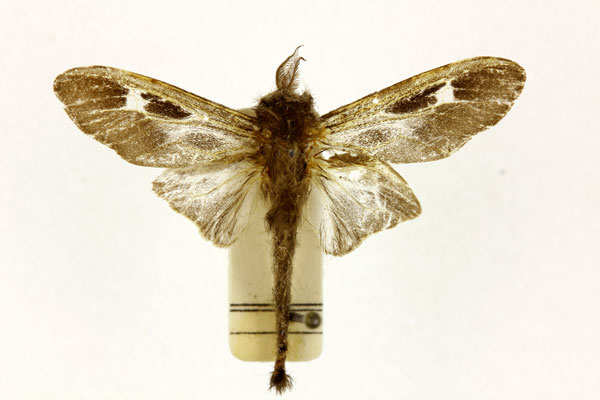 /filer/webapps/moths/media/images/A/angulatus_Oiketicus_A_RMCA.jpg