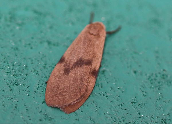 /filer/webapps/moths/media/images/A/angulifascia_Phryganopsis_A_Voaden.jpg