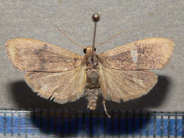 /filer/webapps/moths/media/images/A/angulifascia_phryganopsis_A_Goff_01.jpg