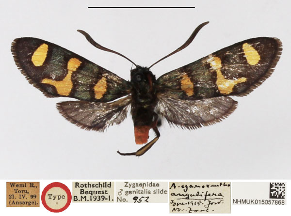 /filer/webapps/moths/media/images/A/angulifera_Arniocera_HT_NHMUK.jpg