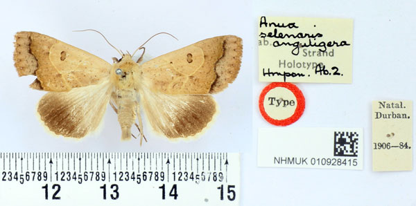 /filer/webapps/moths/media/images/A/anguligera_Anua_HT_BMNH.jpg