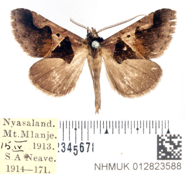 /filer/webapps/moths/media/images/A/angulilinea_Anoba_AM_BMNH.jpg