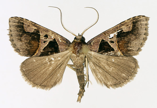 /filer/webapps/moths/media/images/A/angulilinea_Anoba_AM_TMSA_03.jpg